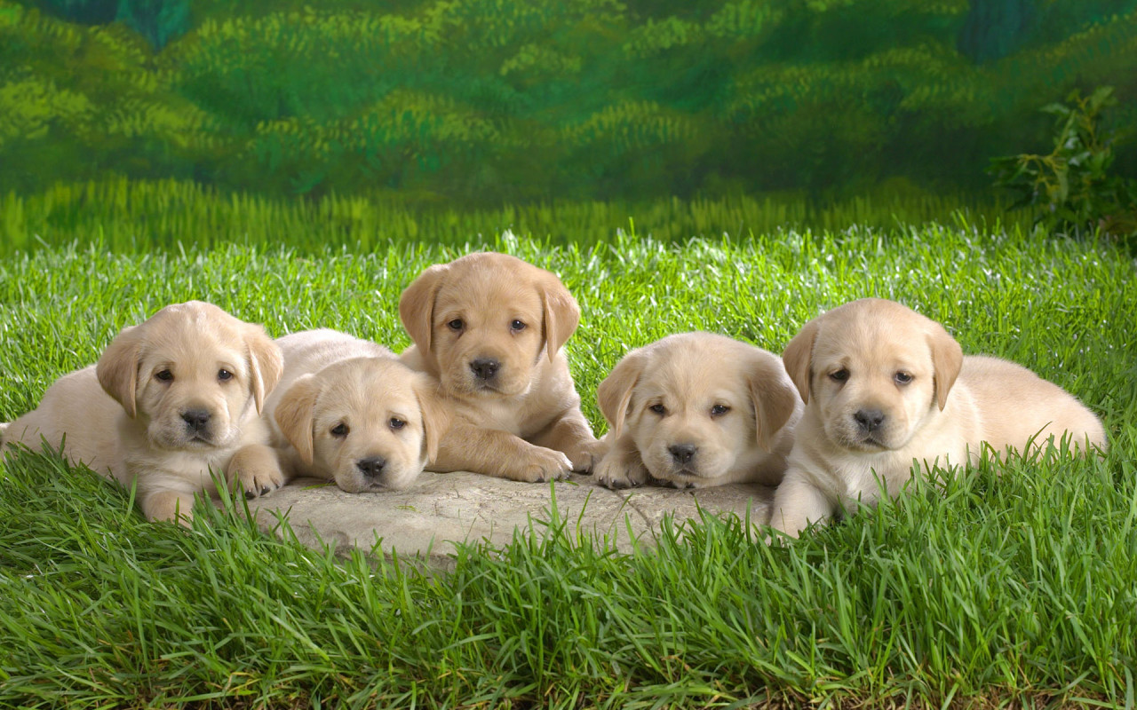 1000+ ideas about Cute Puppy Wallpaper on Pinterest | Very cute