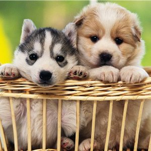 Cute Puppy Wallpapers HD - Android Apps on Google Play
