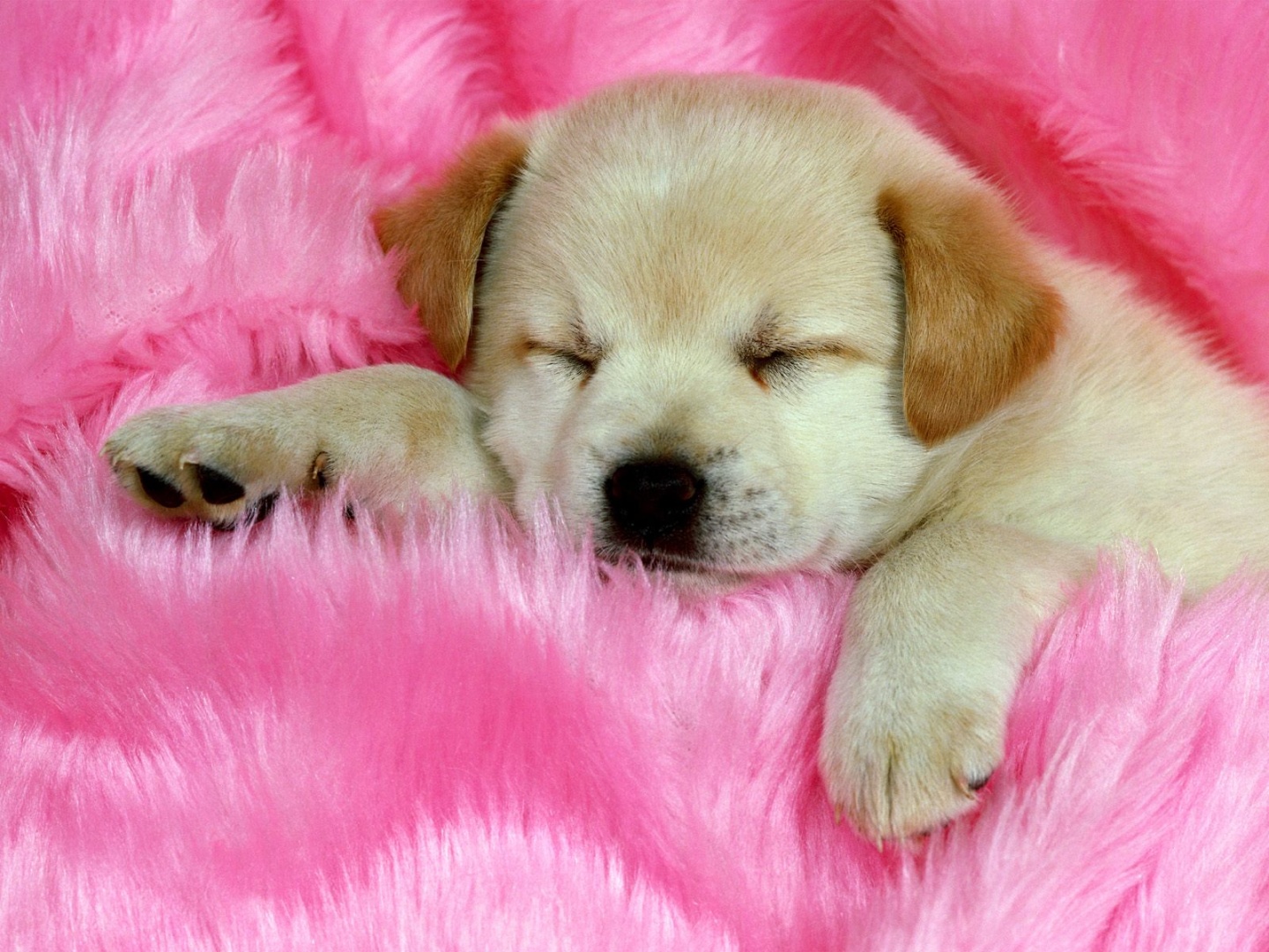 Cute Puppies Backgrounds Group (81+)