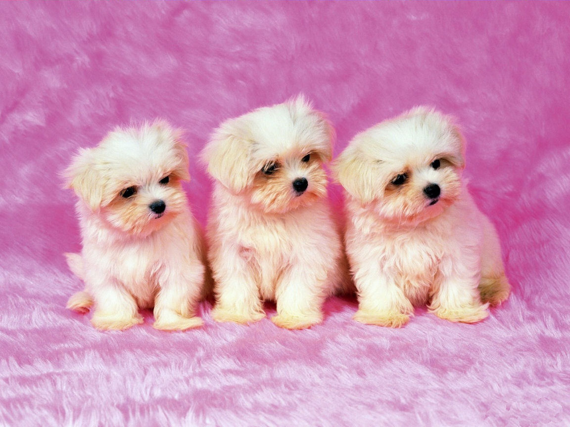 78+ ideas about Cute Puppy Wallpaper on Pinterest | Cute puppies
