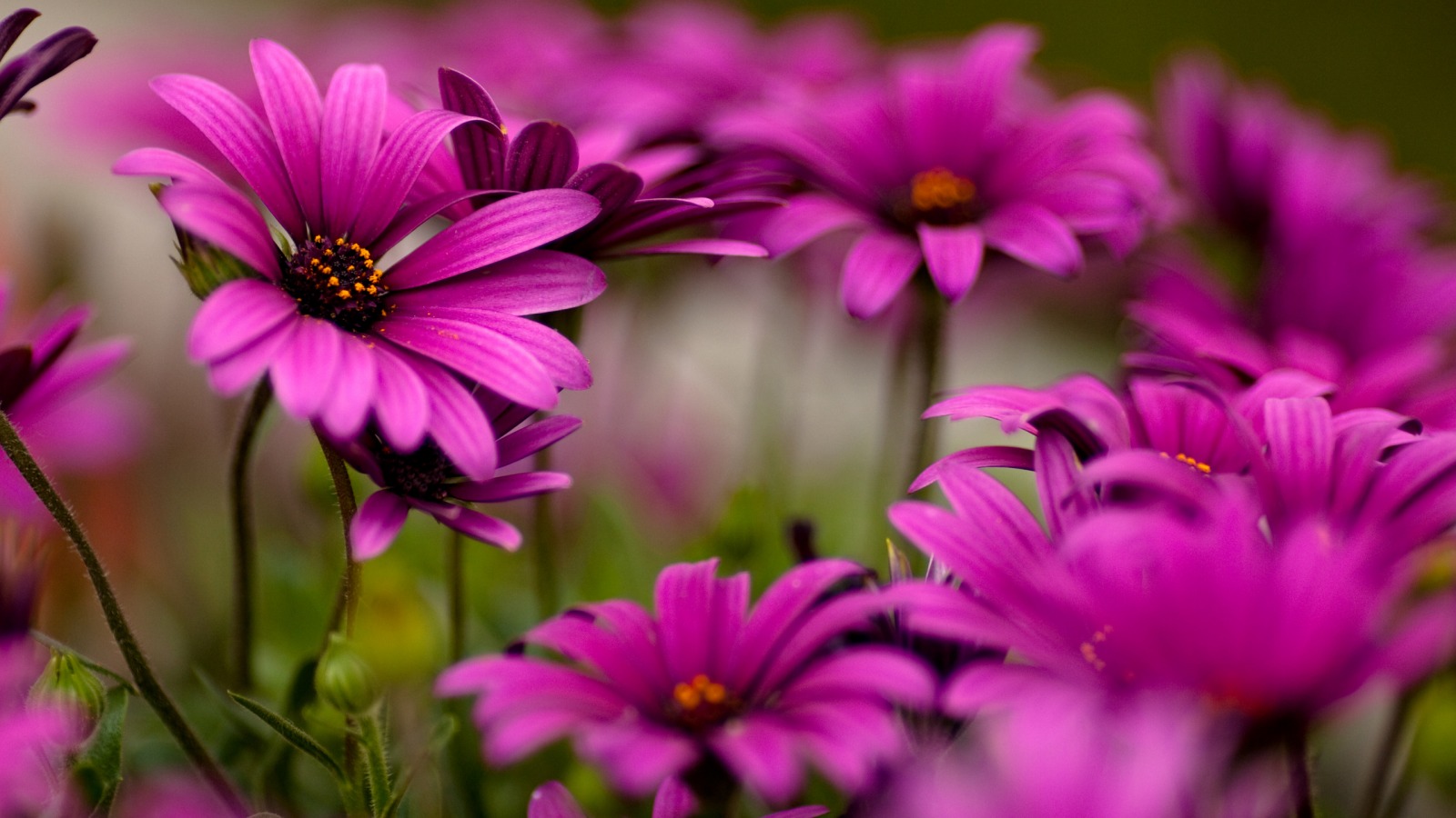 Collection of Flower Desktop Background on HDWallpapers