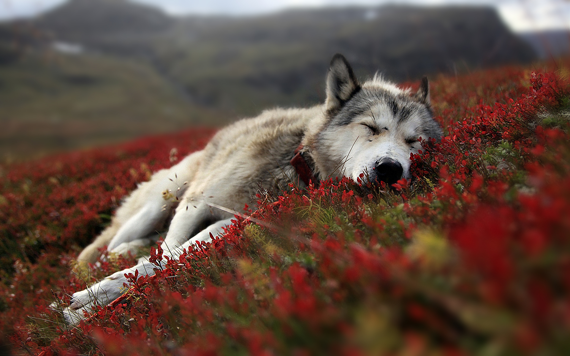 Wolf Desktop Wallpaper - WallpaperSafari