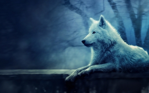 White Wolf Wallpaper – White Wolf Desktop Wallpaper by ↯αɩɨċɘ