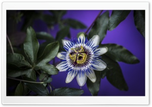WallpapersWide com | Flowers HD Desktop Wallpapers for Widescreen