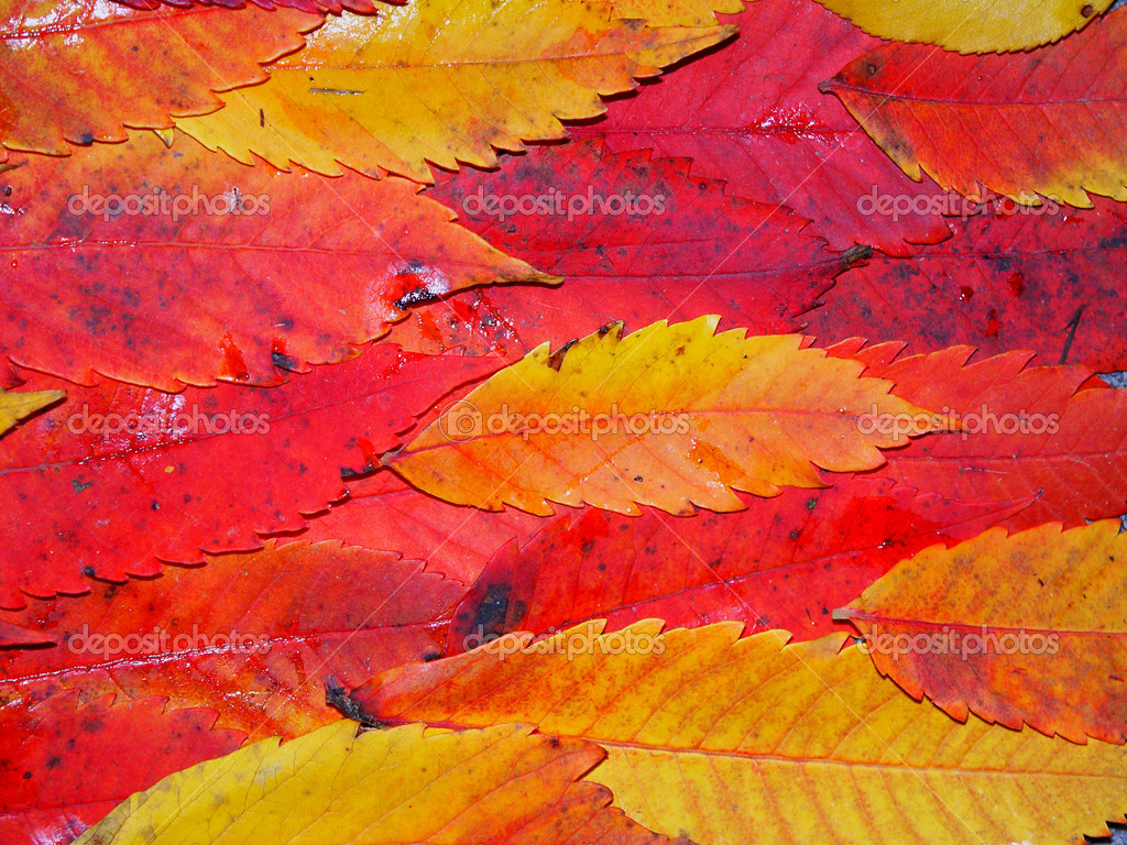 Fall Color Background — Stock Photo © Wirepec #5457673