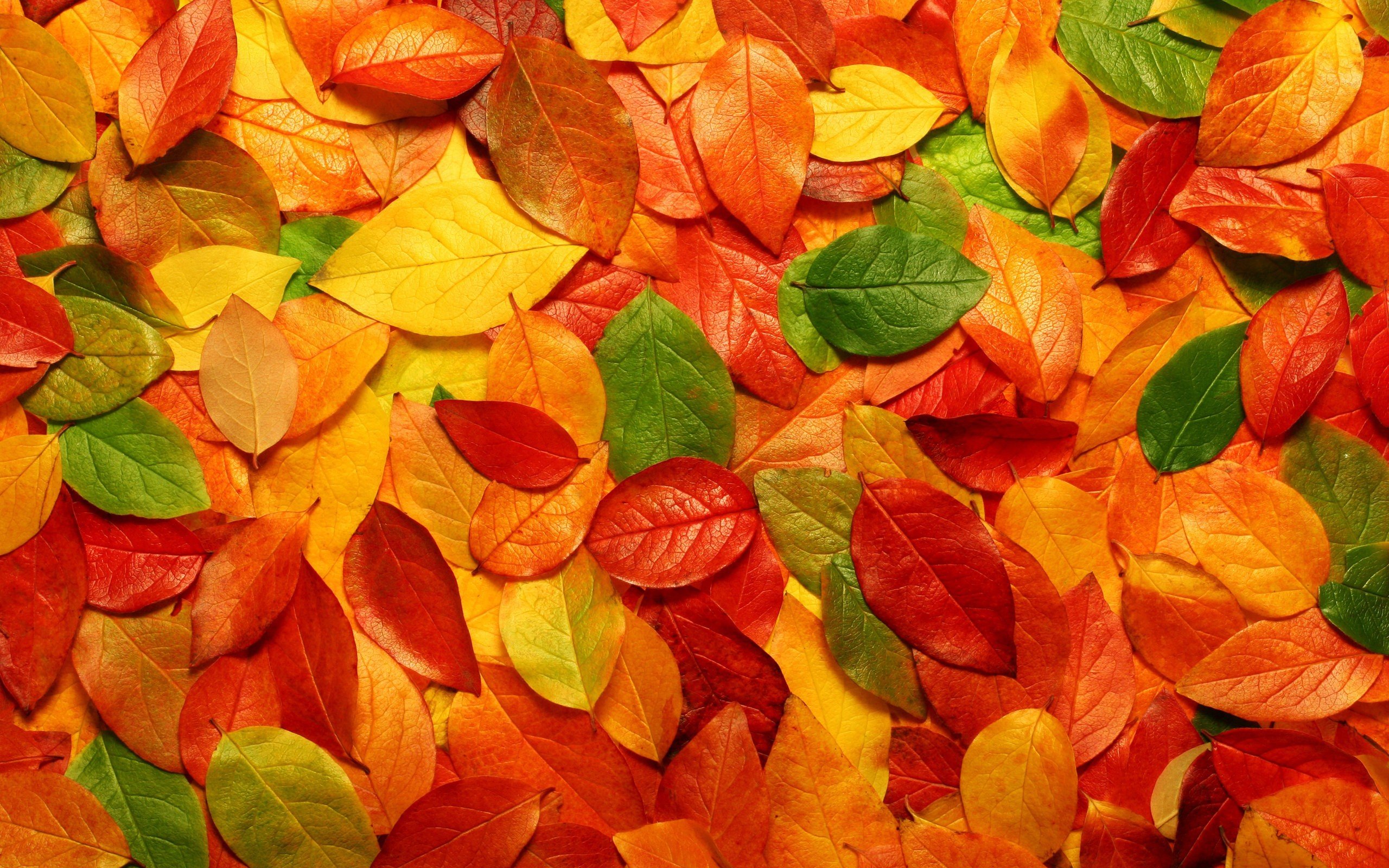 Fall Color Wallpaper