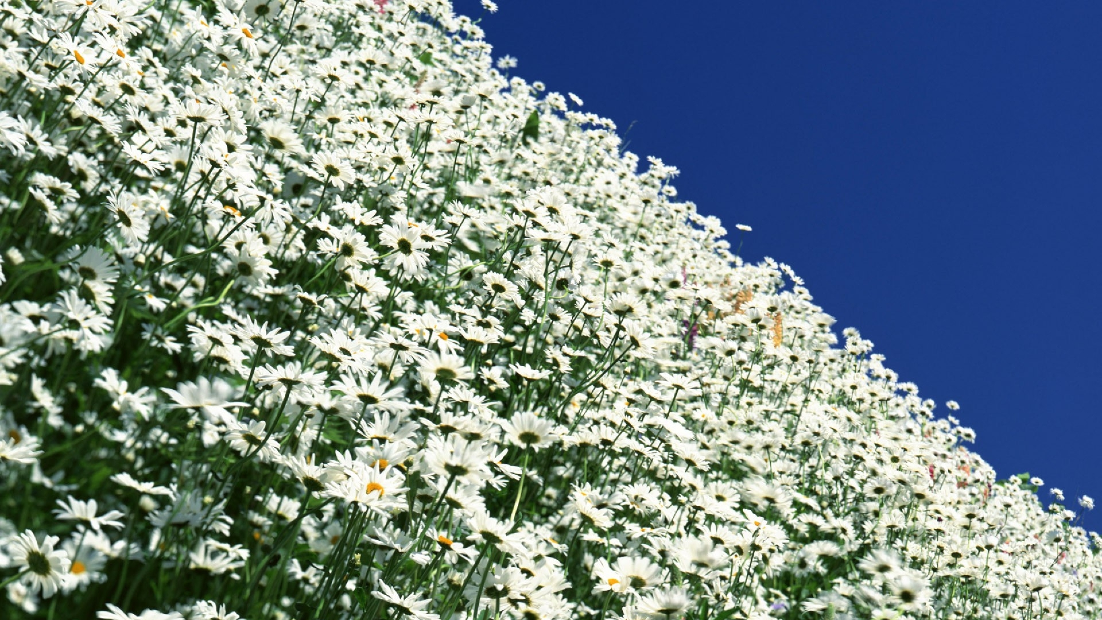 Белые ромашки поле цветов. Астер цветок белый Луговой. Поле ромашек. Поле белых ромашек. Полевые ромашки.