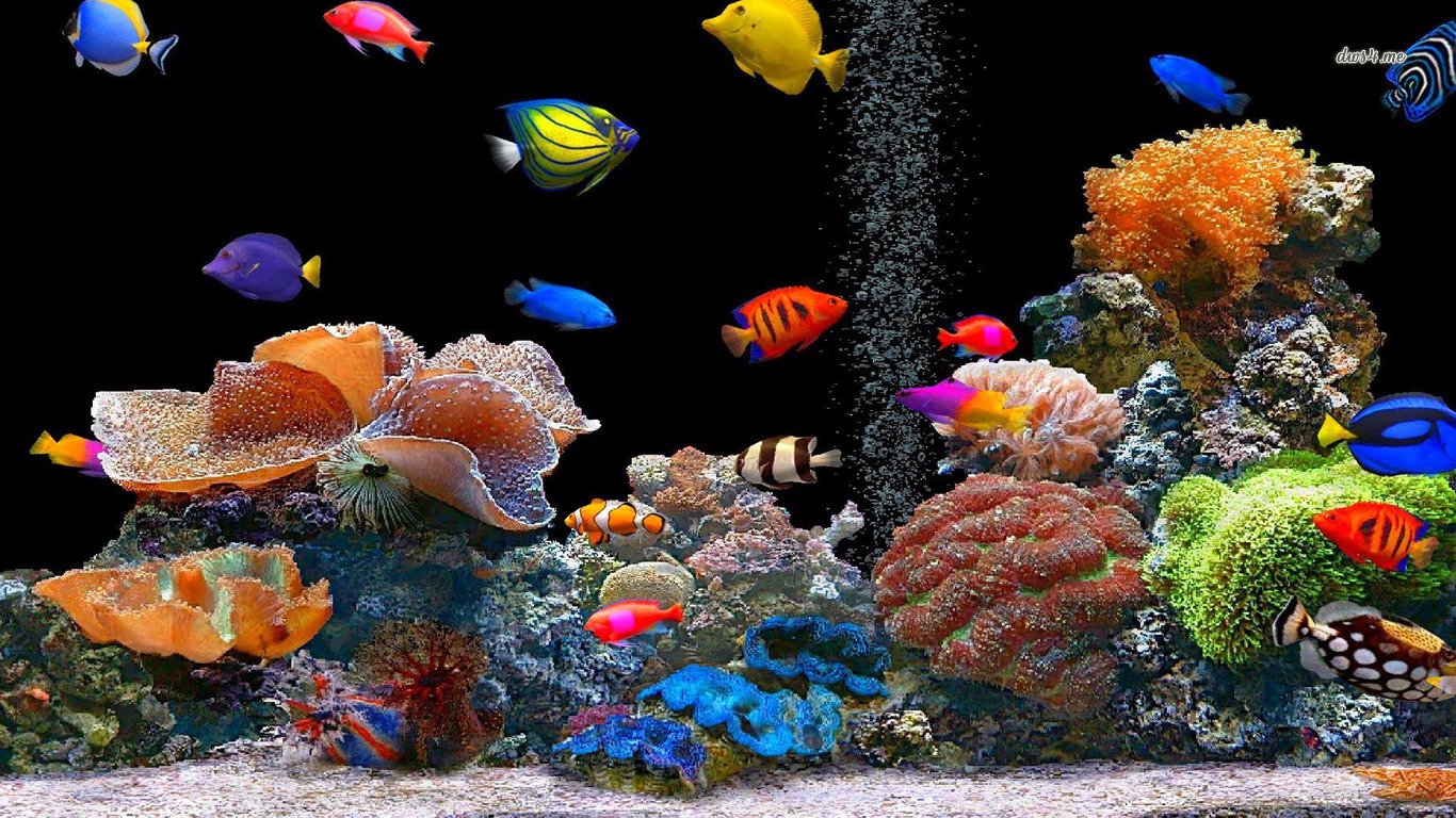 490 Fish HD Wallpapers | Backgrounds - Wallpaper Abyss
