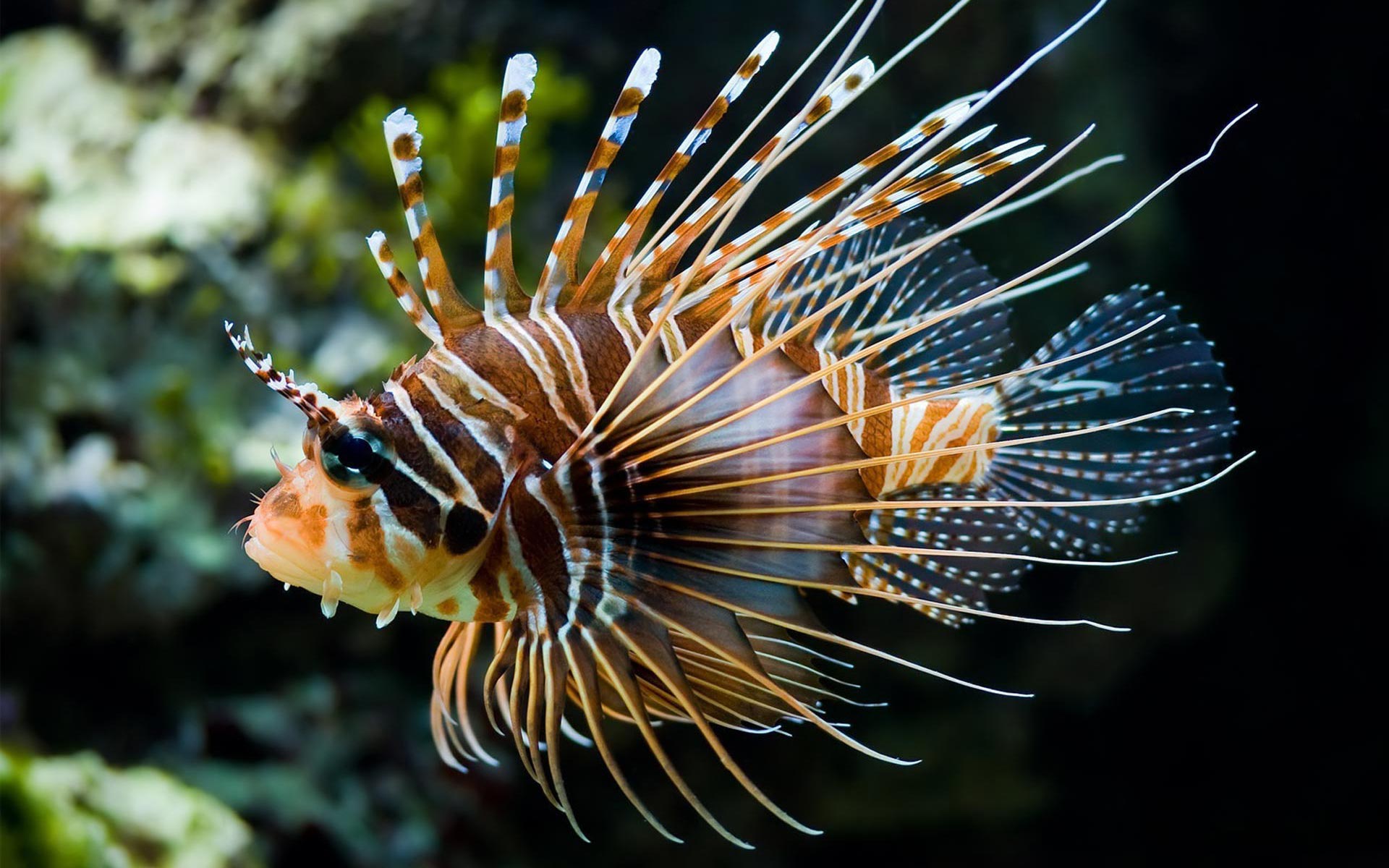 Beautiful Fish Photos Images And HD Wallpapers