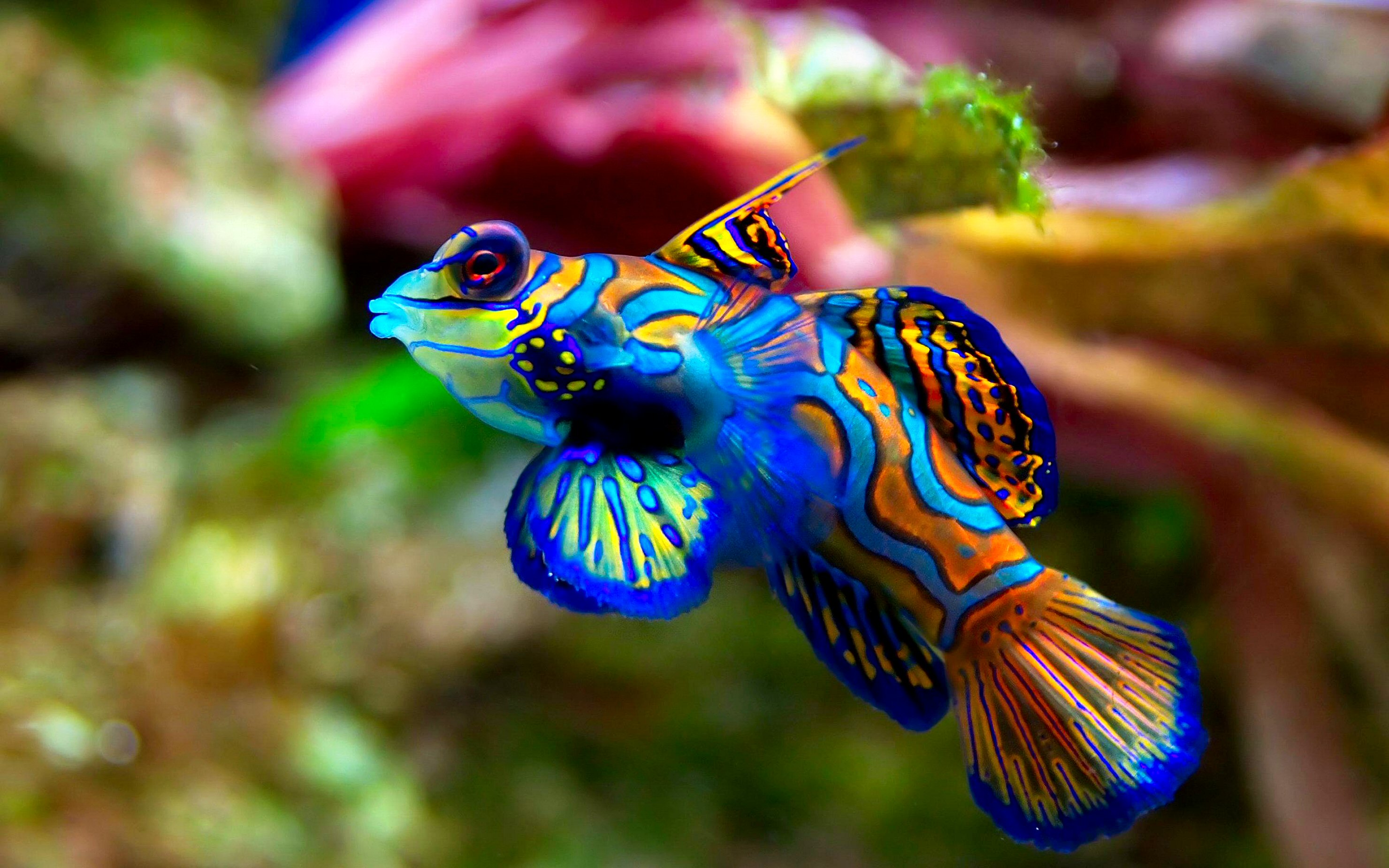 Beautiful Fish Wallpapers Free Download - HD Wallpapers Pop
