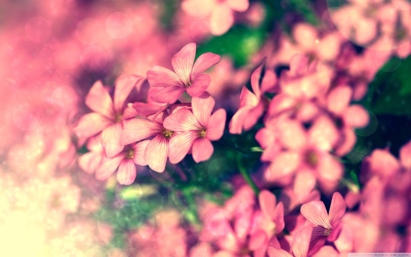 Flower Desktop Wallpaper, 32 Best HD Backgrounds of Flower, HD