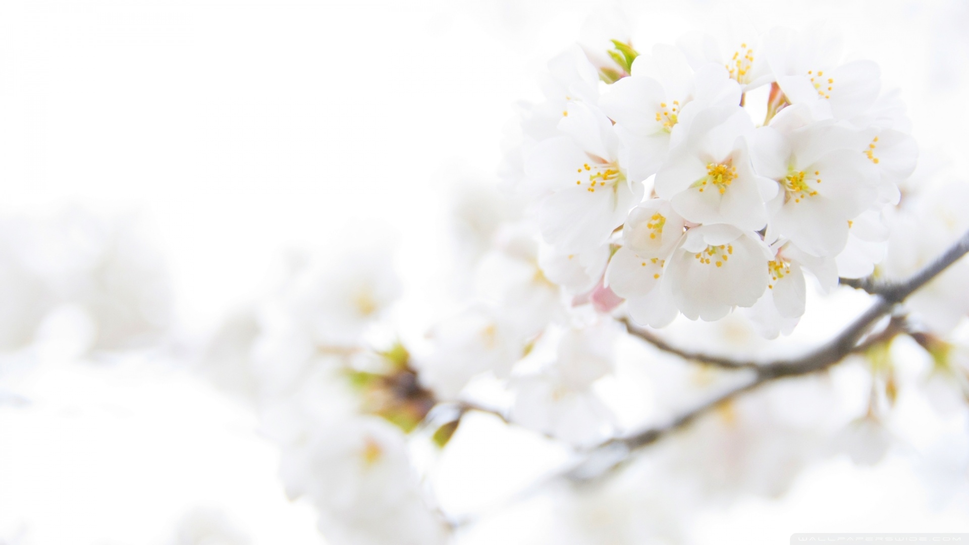 1000+ ideas about White Flower Wallpaper on Pinterest | White