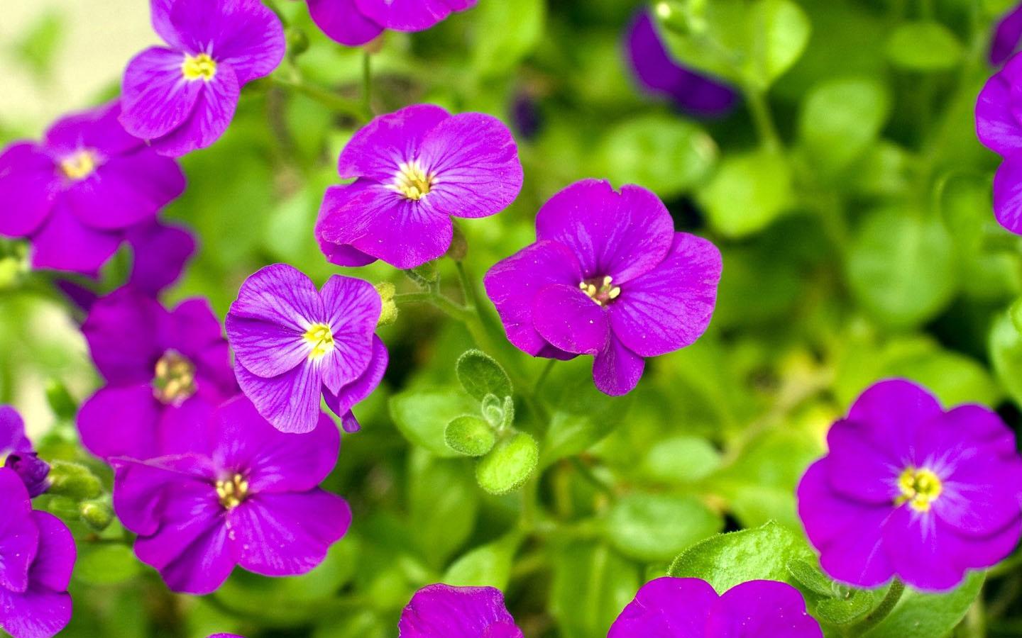 Purple Flower Wallpaper - Android Apps on Google Play