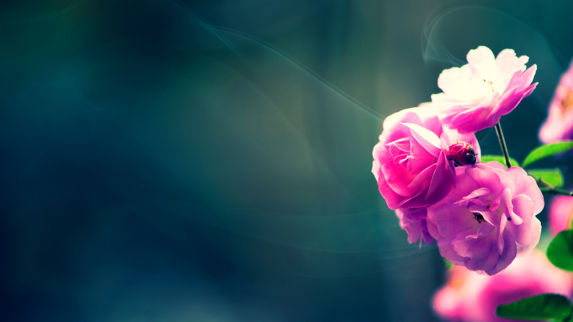 1000+ ideas about Hd Flower Wallpaper on Pinterest | Spring