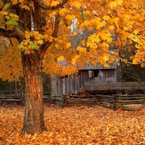 67 autumn wallpaper for android Pictures