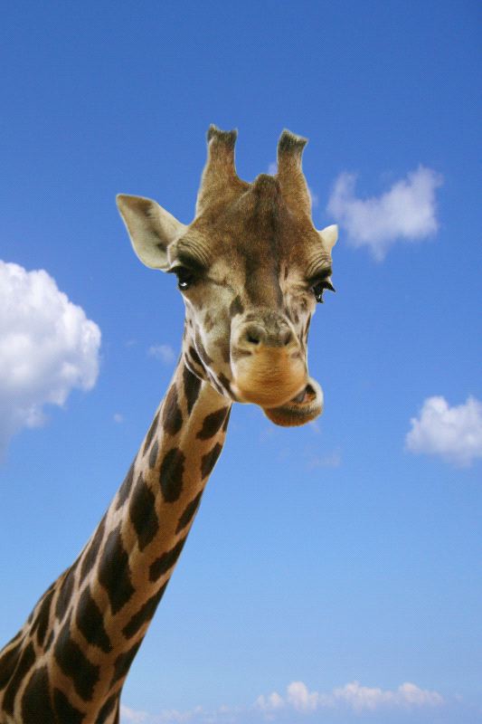 Giraffe Pictures - Giraffe Facts and Information