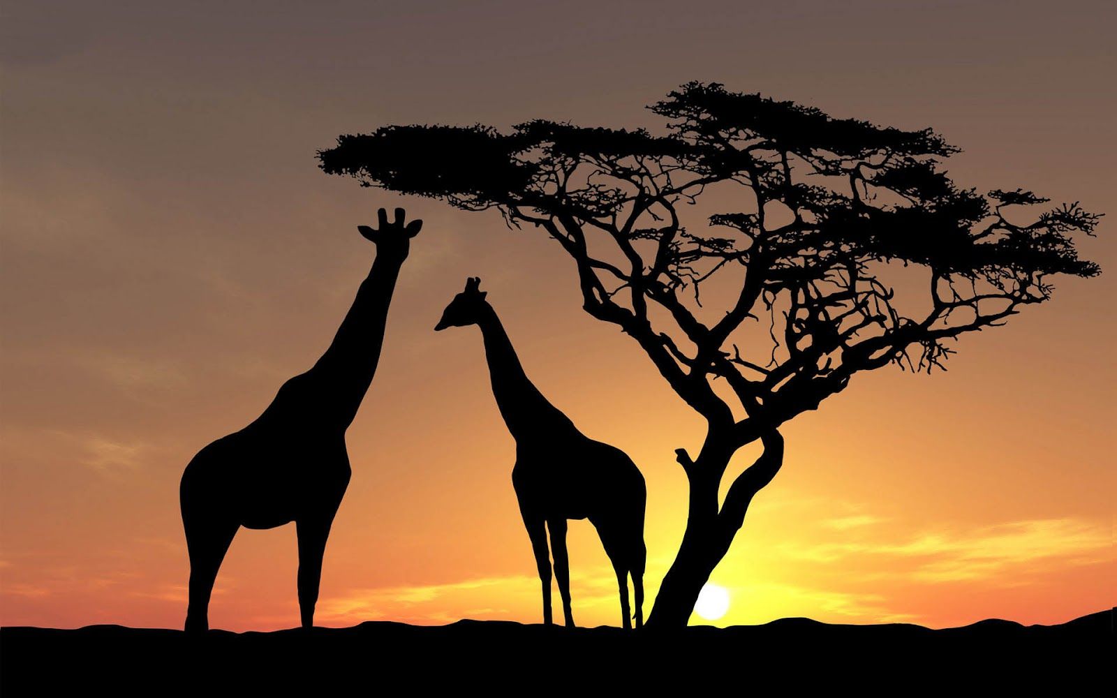 Collection of Giraffe Desktop Background on HDWallpapers