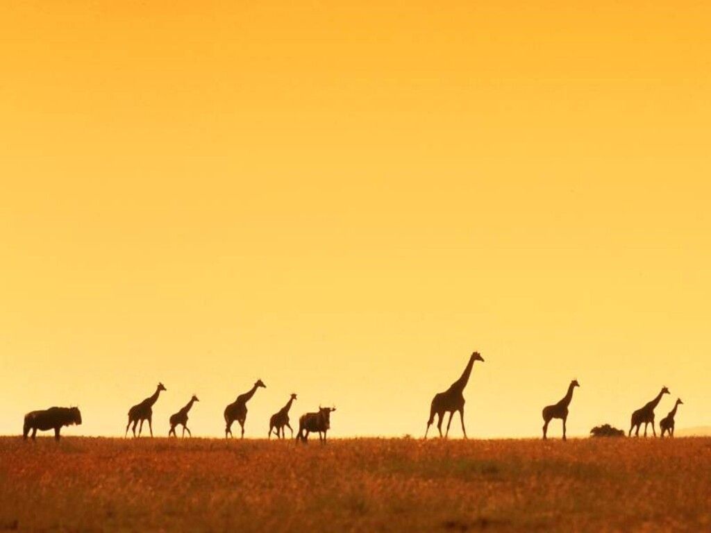 Giraffe Desktop Backgrounds - Wallpaper Cave