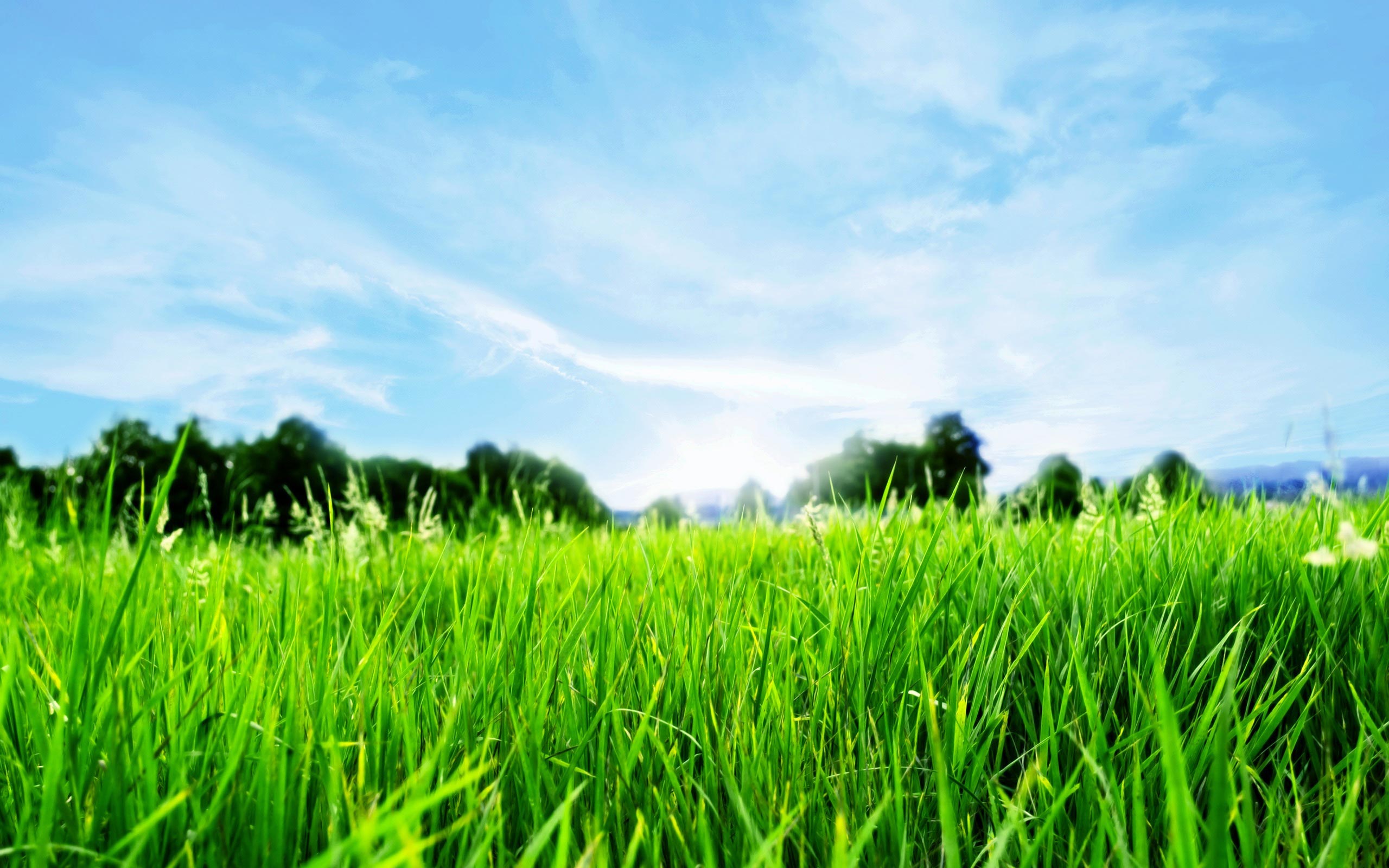Collection of Grass And Sky Wallpaper on HDWallpapers