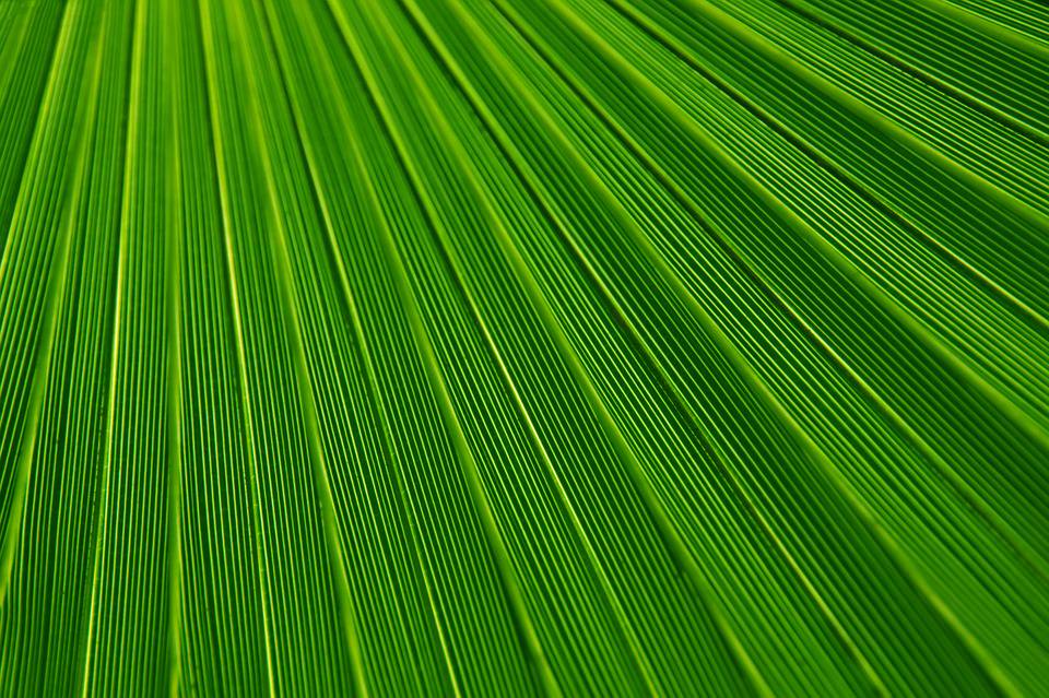 21+ Green Textured Backgrounds, Wallpapers, Pictures, Images