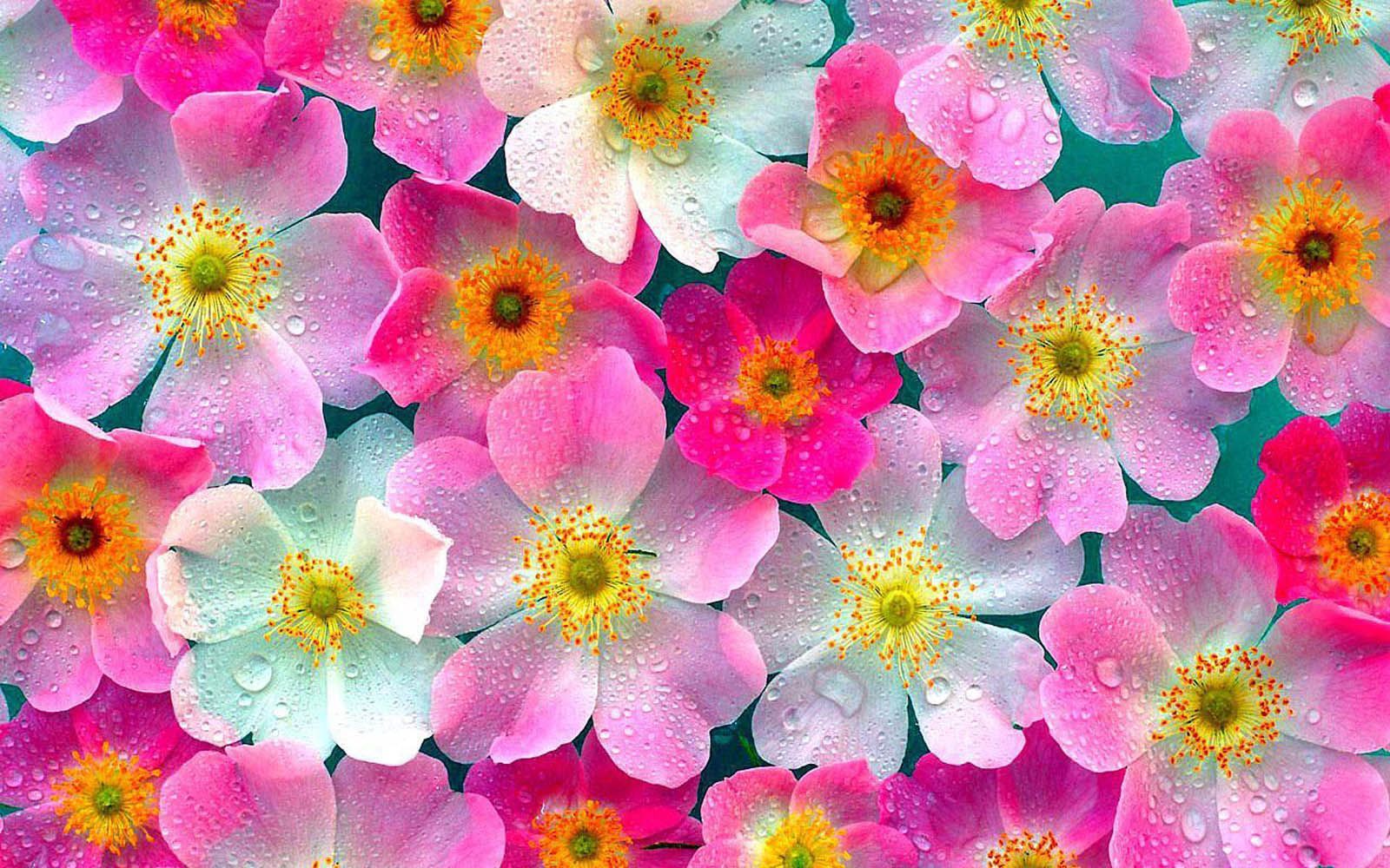 HD Flower Wallpapers - Wallpaper Cave