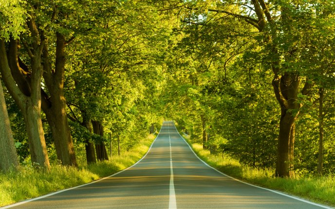 Road through the trees - nature HD wallpaper