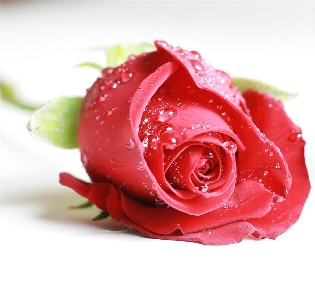 15 Beautiful Red Rose Pictures