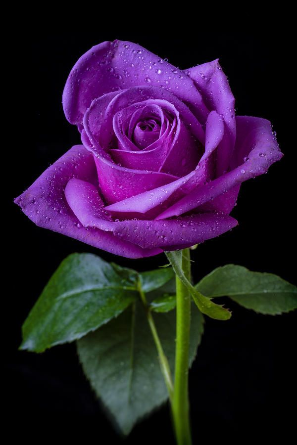 78 Best ideas about Purple Roses on Pinterest | Deep purple color