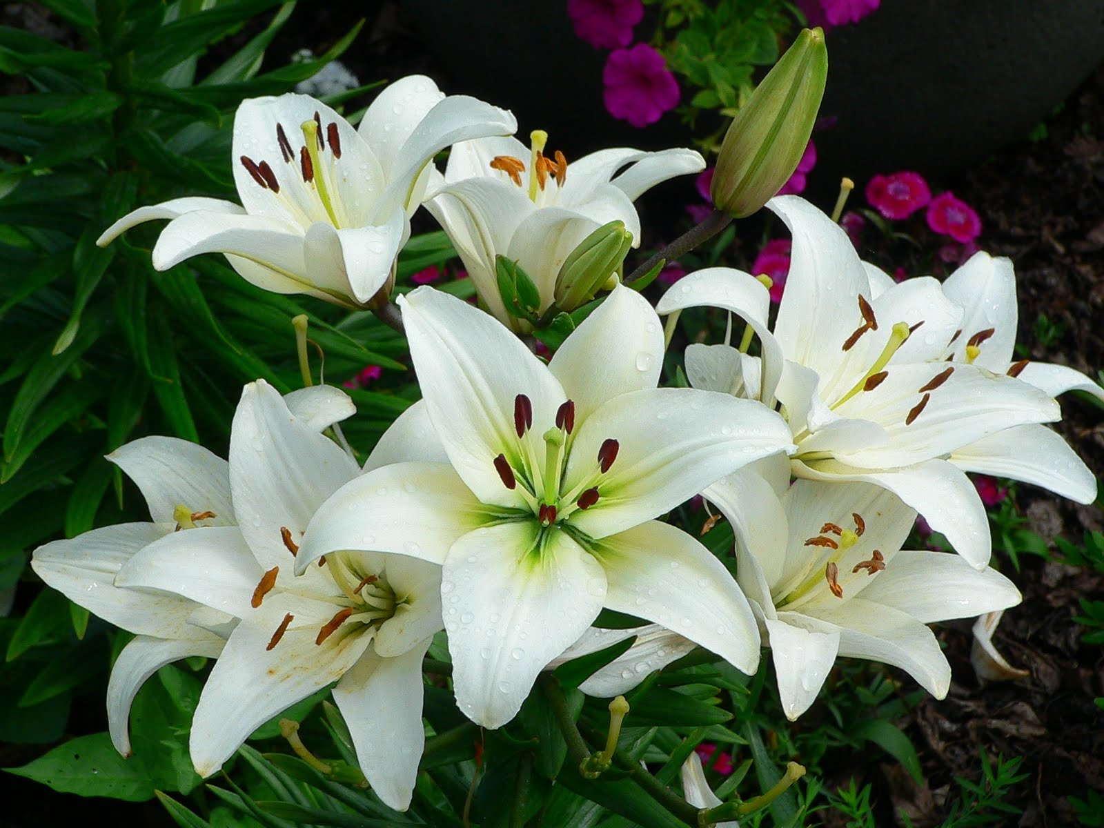 About the Lily Flower and Plant Cultivation Method Lily Right