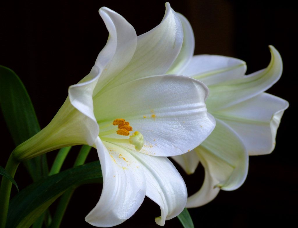 17+ images about LILY FLOWER on Pinterest | Flower wallpaper