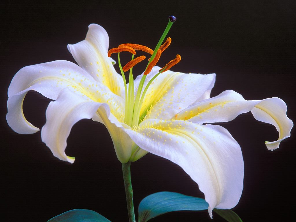 Collection of Lily Flower Images on HDWallpapers