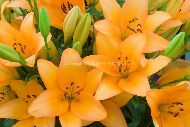 Stock Images of Lilies Lilium Lily Flowers - Images | Plant
