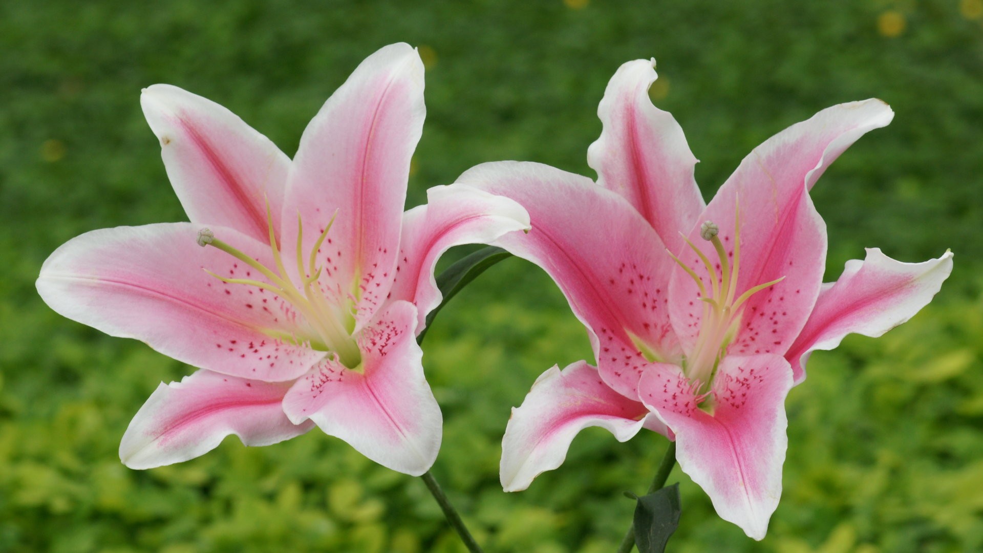 17+ images about LILY FLOWER on Pinterest | Flower wallpaper