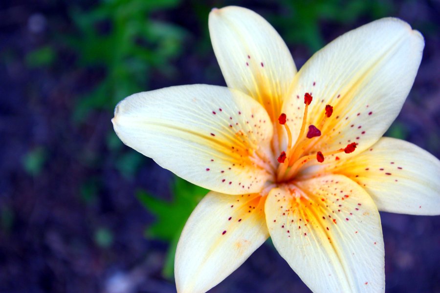 Pictures Of A Lily Flower - Infodik net