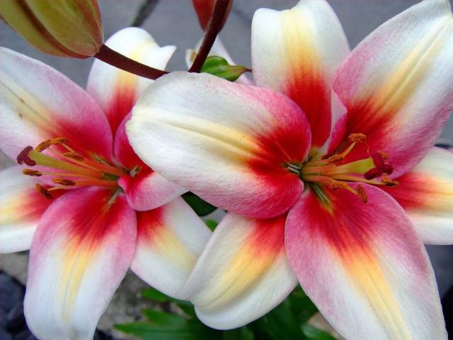 78 Best images about Lily Flowers :) on Pinterest | Pink flower