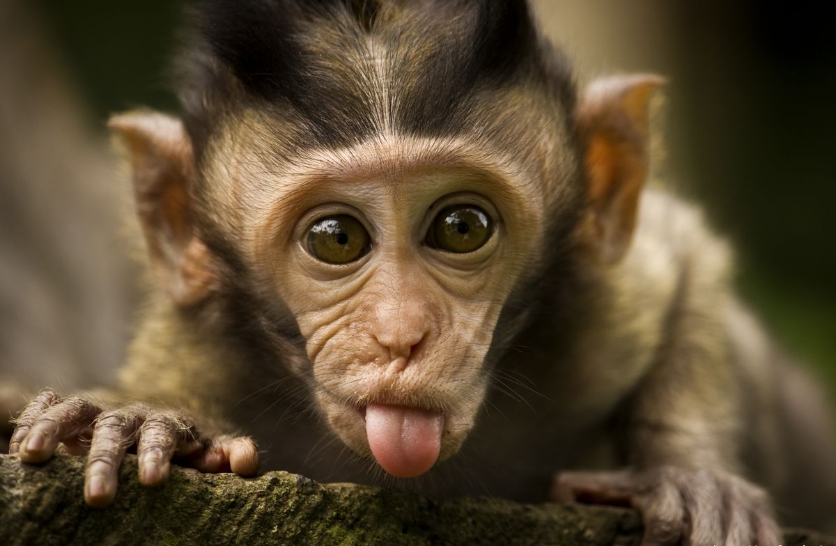 Baby Monkey Wallpapers - Wallpaper Cave