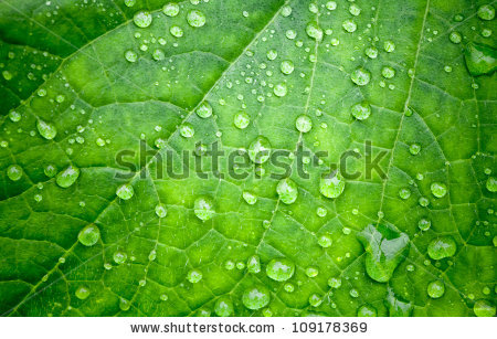 Natural Stock Photos, Royalty-Free Images & Vectors - Shutterstock