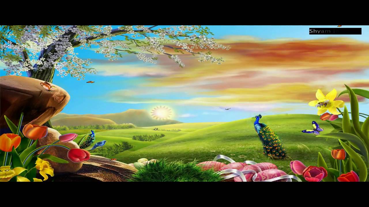 Natural peacock PC live wallpaper - YouTube