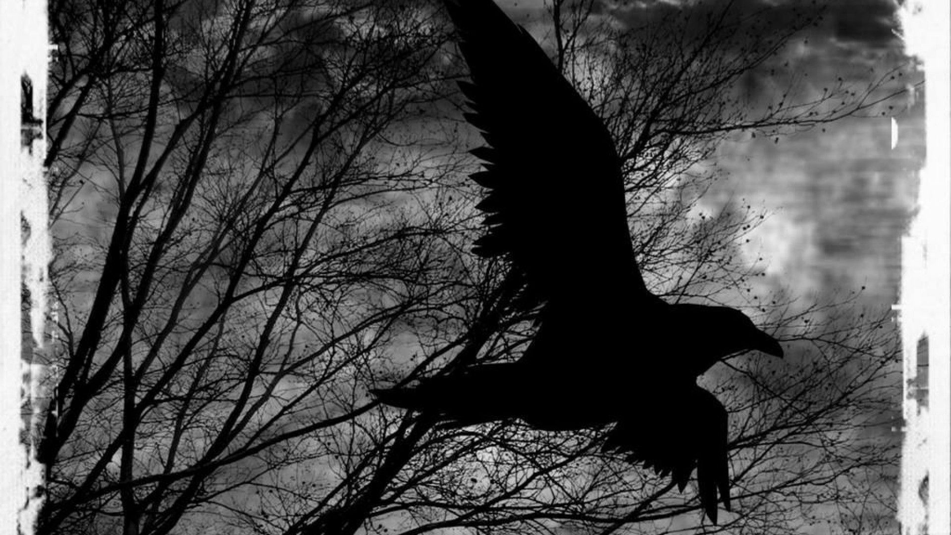 Почему вороны каркают ночью. Аллан по ворон Бальмонт. Raven Nevermore. Черный ворон.