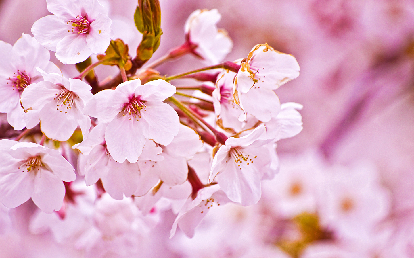 Sakura blossom. Черри блоссом. Вишня черри блоссом. Черри блоссом цветок. Сакура черри блоссом.