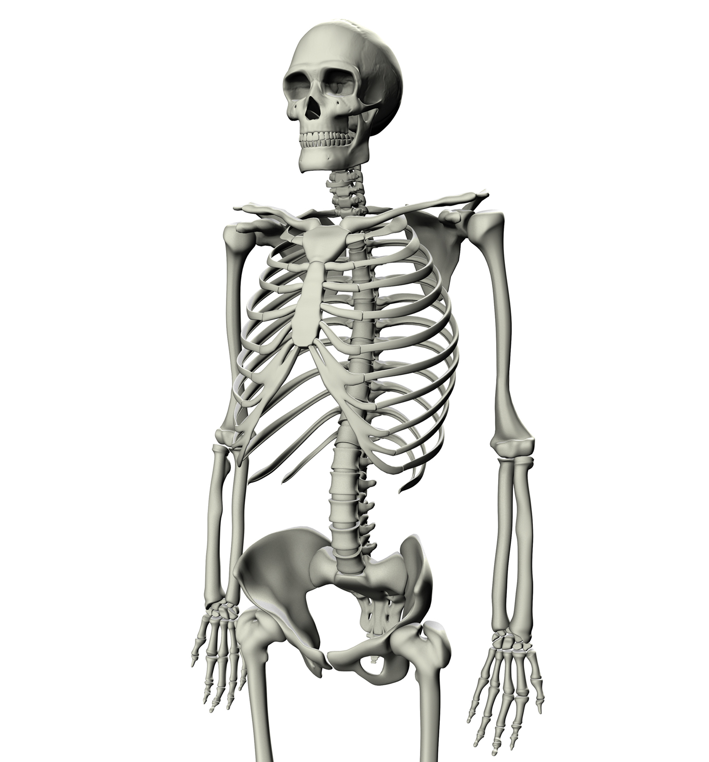 Прямо на скелет. Скелет. Скелет человека. Скелет человека со всех сторон. Скелет мужчины.