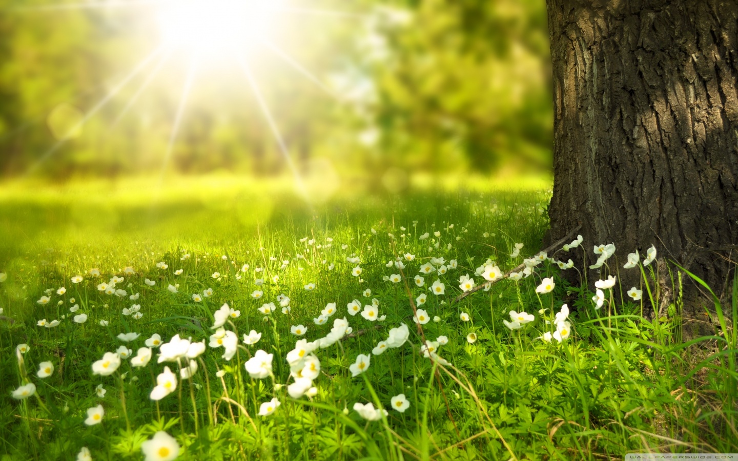 Spring wallpapers hd