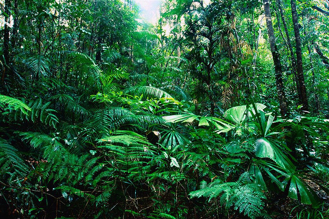 35 Facts of Tropical RainForest - Conserve Energy Future
