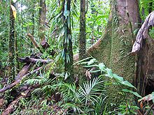 Tropical rainforest - Wikipedia