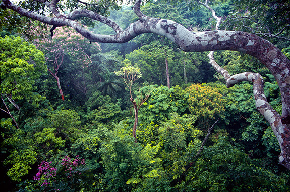 Princeton University - Tropical forest carbon absorption may hinge