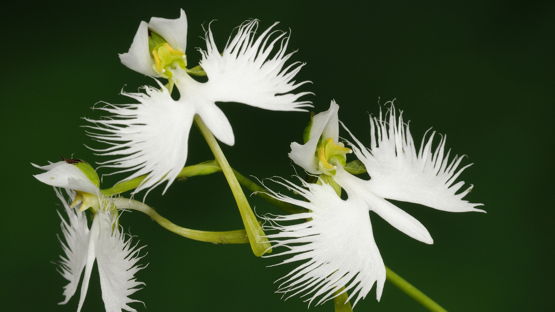 Ком цветы похожие на. Хабенария Радиата белая цапля. Habenaria Radiata. Орхидея «большая белая цапля» (Habenaria Radiata). Орхидея хабенария Радиата. Орхидея хабенария Радиата – белая цапля.