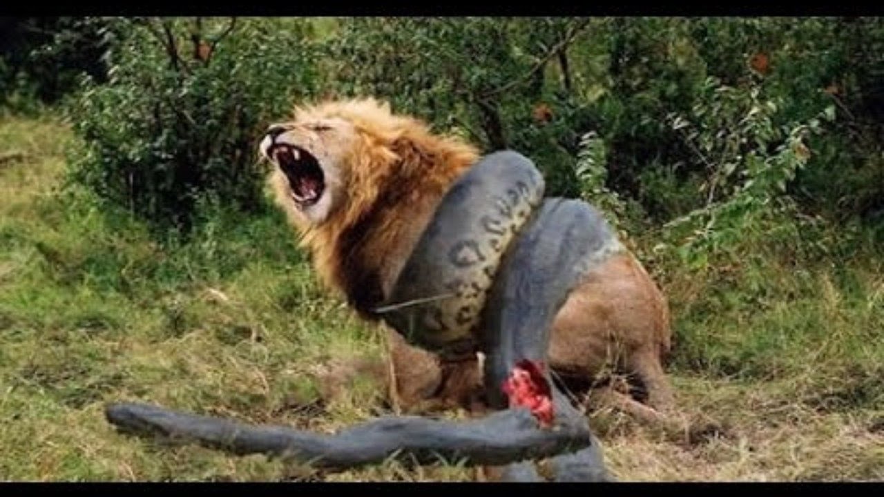 Most Amazing Wild Animal Attacks #5 lion, tiger, anaconda, deer.