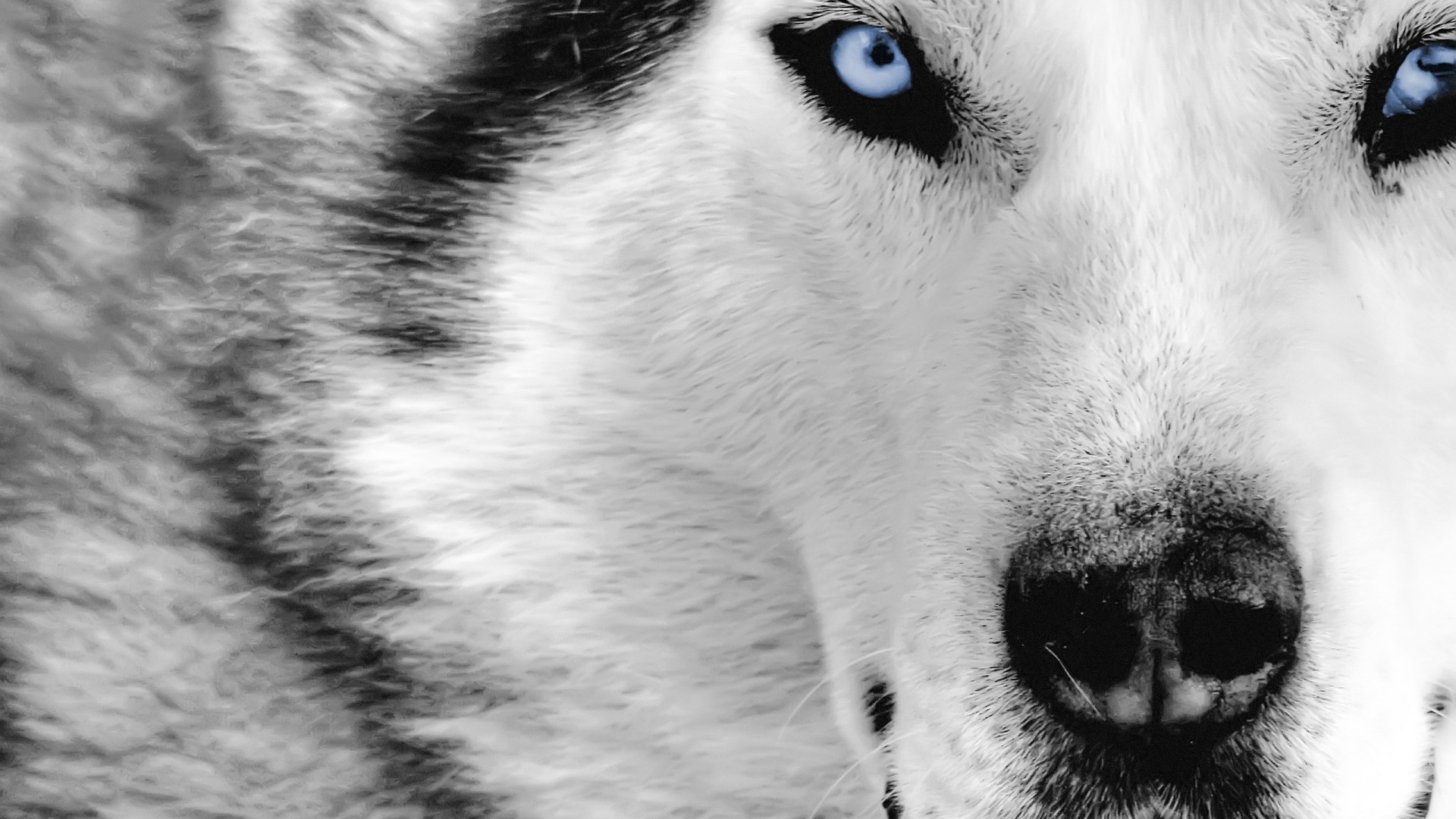 10 Best images about Wolves on Pinterest | Gray wolf, Wallpapers