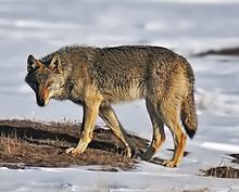Gray wolf - Wikipedia