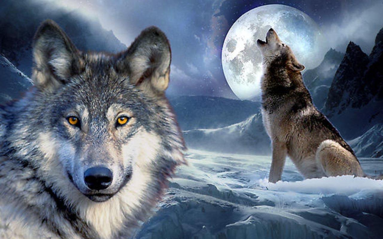 30 Cool Wolf Pictures and Images